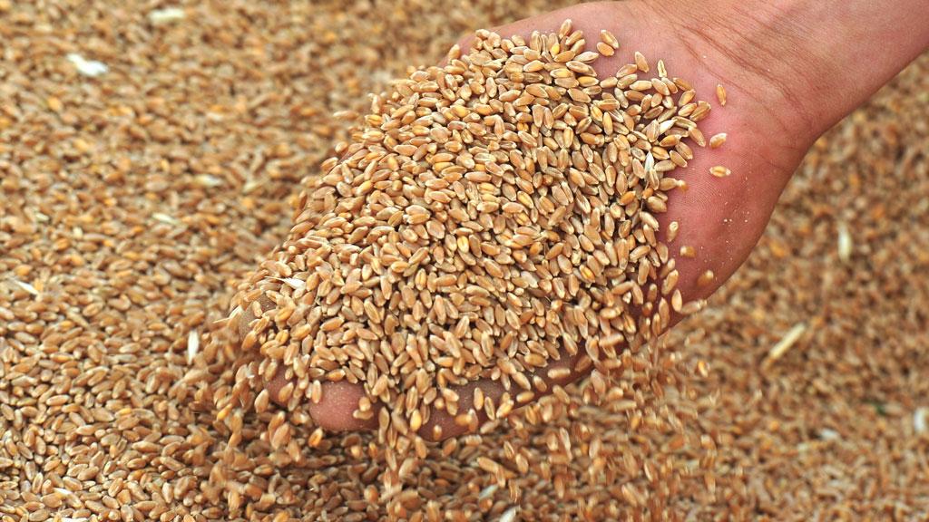 Аграрії зібрали понад 40 млн т зерна