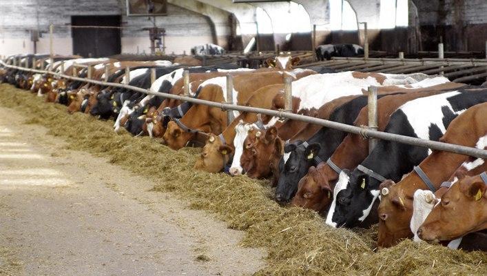 В Україні хочуть створити найбільший тваринницький кластер із вирощування корів м'ясних порід