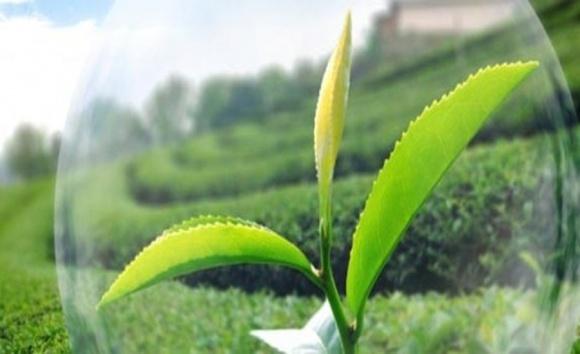 Держпродспоживслужба пропонує повернути держконтроль у сфері засобів захисту рослин