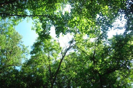Український ліс незаконно купують європейські компанії-гіганти: дослідження