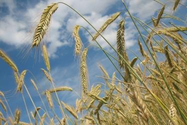 Аграрії зібрали майже 56 млн т зерна