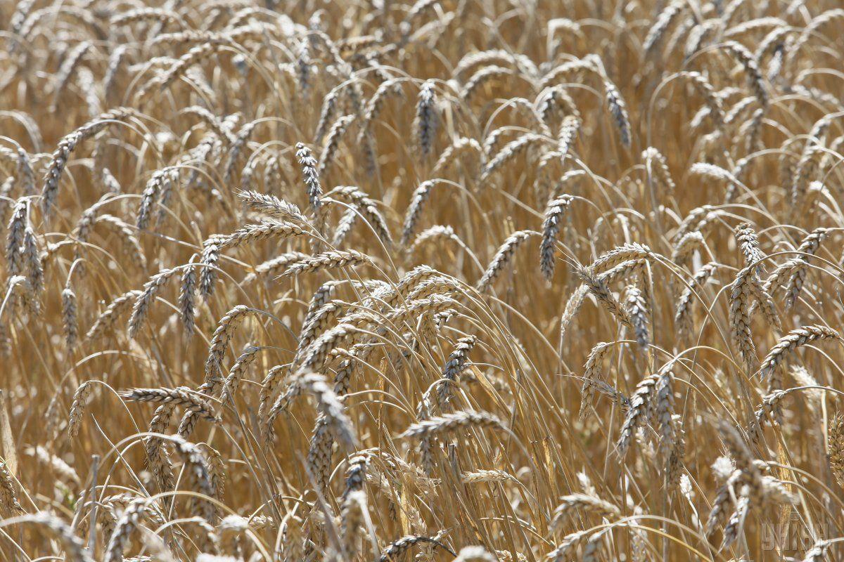 В Україні скоротилися запаси пшениці 