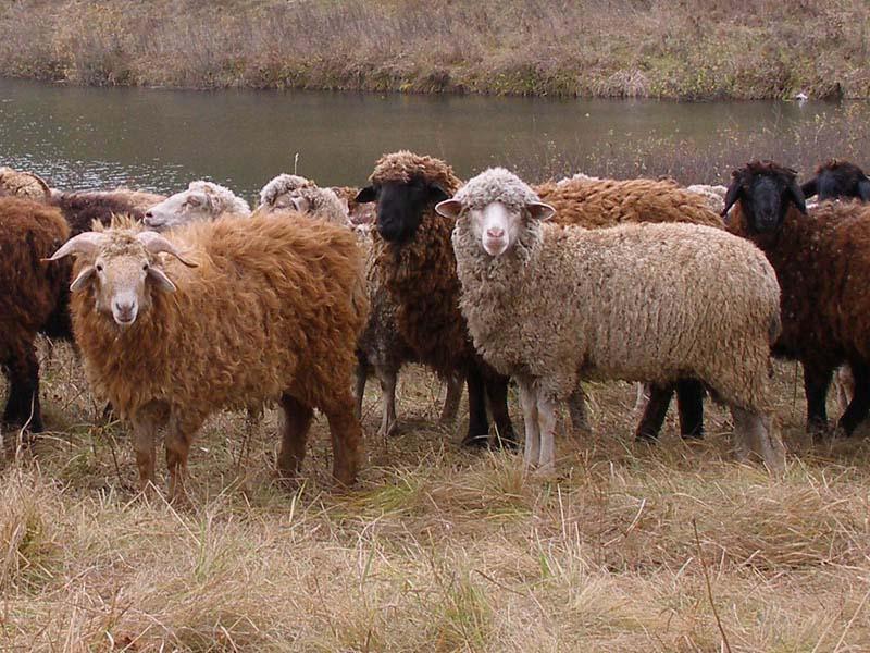 На Одещині побудують екоферми для овець, врятованих в порту Чорноморська