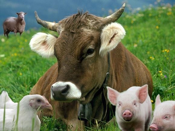 В Україні розробляють систему контролю за використанням антибіотиків у тваринництві