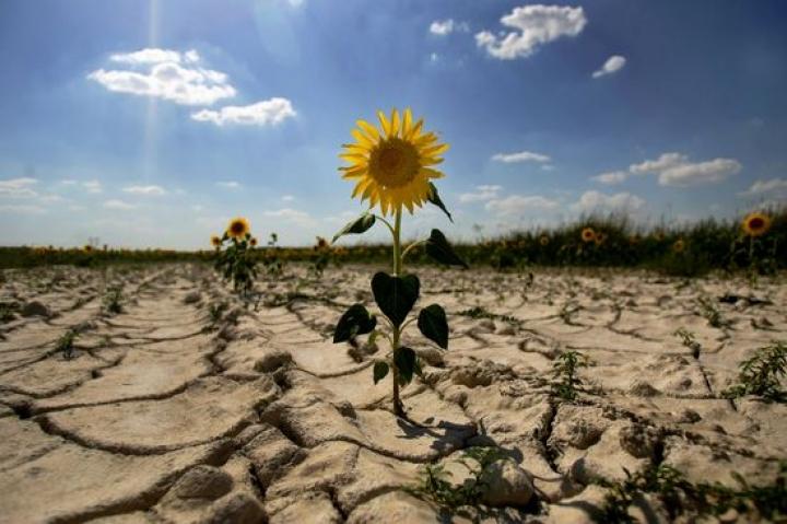 Україні загрожують наслідки глобального потепління – вчені НААН шукають посухостійкі сорти