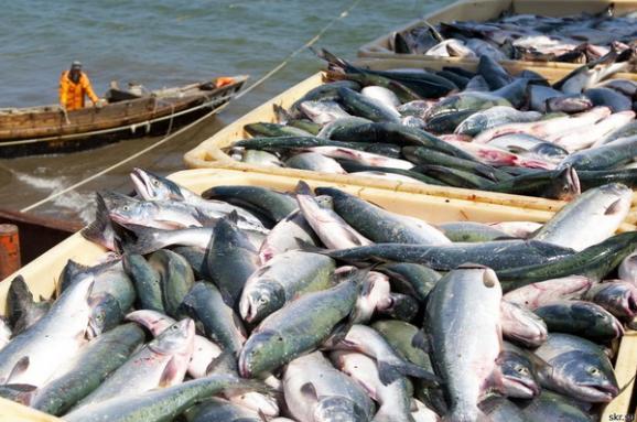 Сума експорту української готової риби зросла на 23%