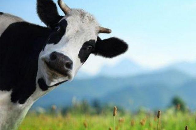 Найбільший в Україні розплідник корів отримав 2,1 млн грн дотацій