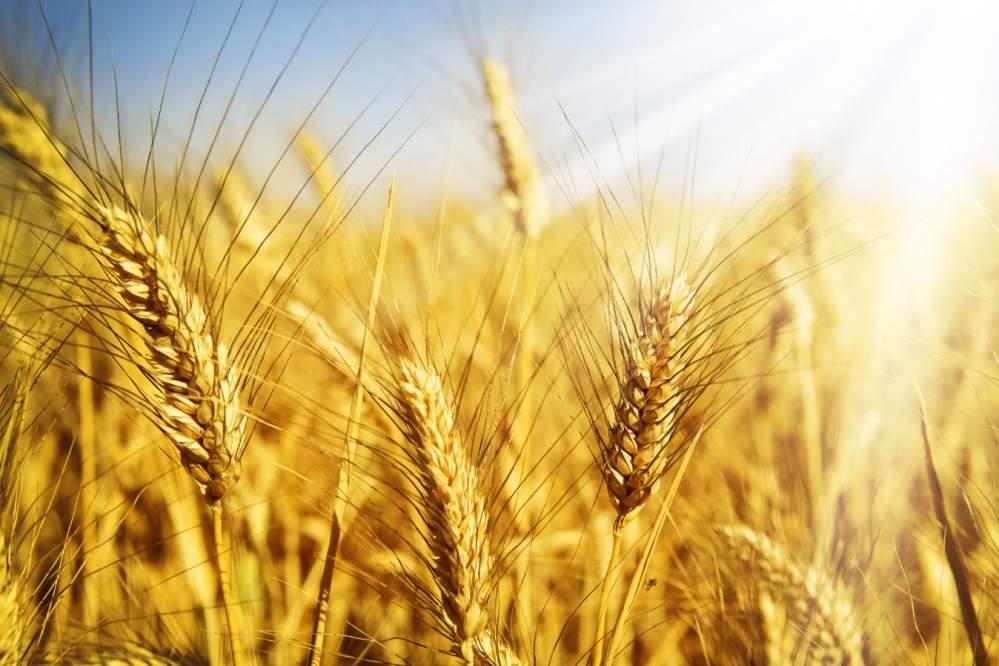 В Україні – рекордний урожай зернових