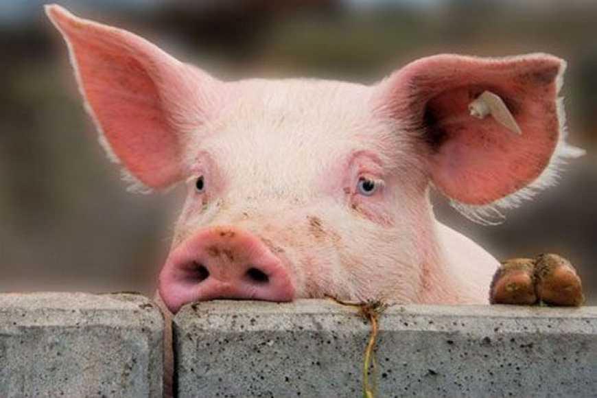Від початку року через АЧС знищено майже 32 тис. голів свиней
