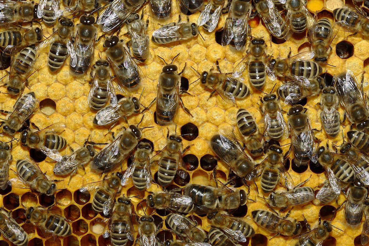 За протруєння бджіл пропонують ввести кримінальну відповідальність – законопроект