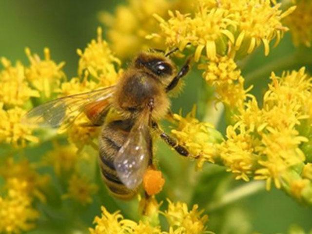 Страхування бджіл в Україні розпочнеться у березні