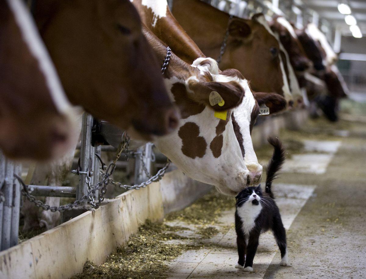 Загроза галузі: в Україні вимирає поголів'я худоби