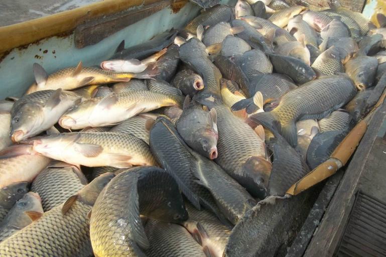 У 2019 році ціна на рибу зросте на 10-12%, – експерт