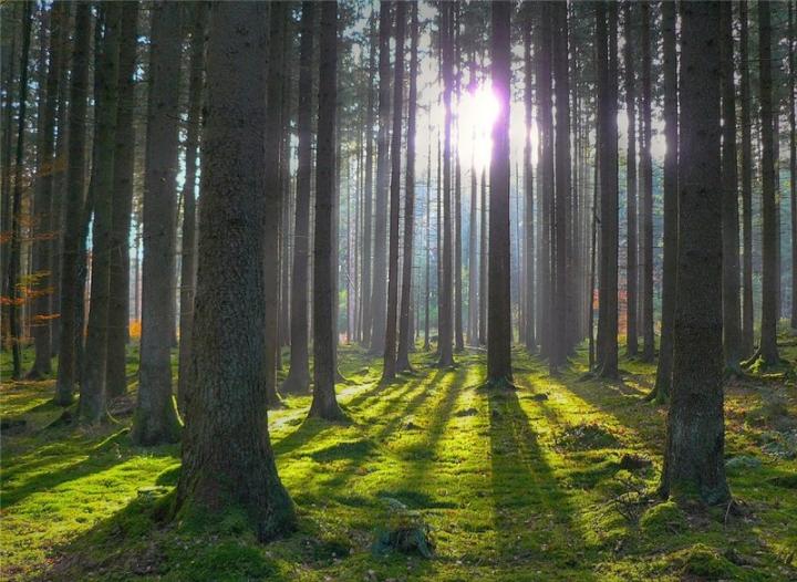 В Україні за рік створили 1,9 тис. га нових лісів