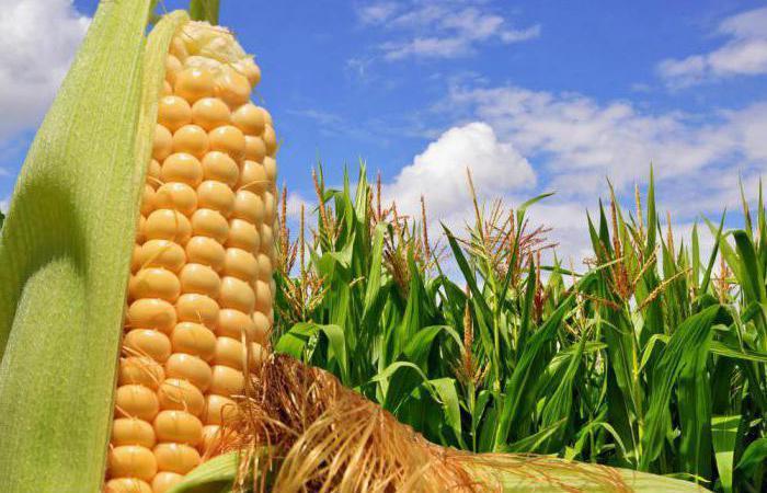 США підвищили прогноз експорту кукурудзи з України