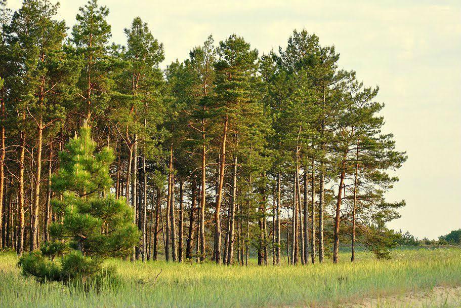 У 2019 році на ліси півдня України виділять майже 300 млн грн