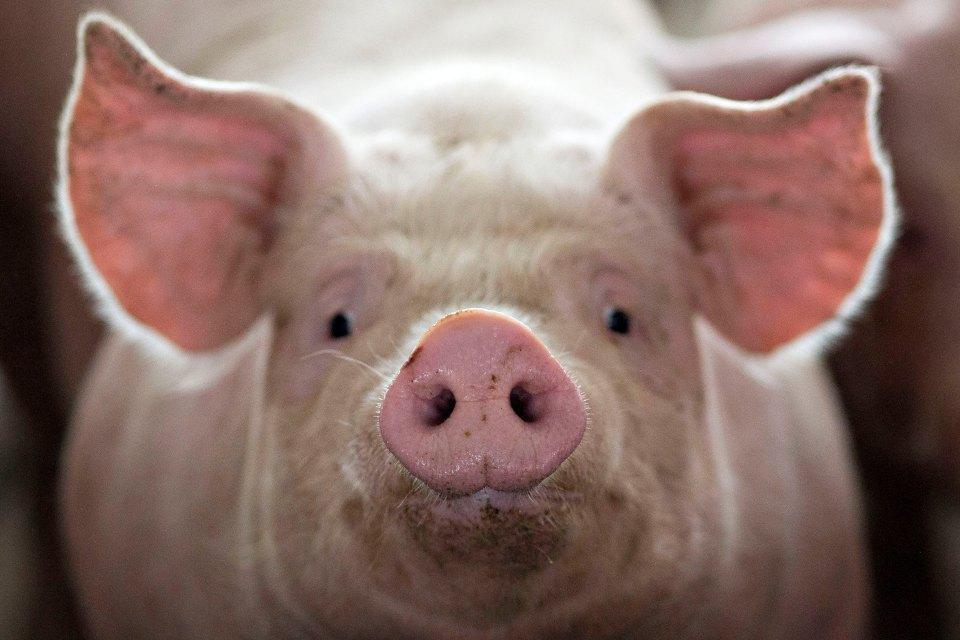 Українські свинарі просять переглянути умови поставок живих свиней із Польщі