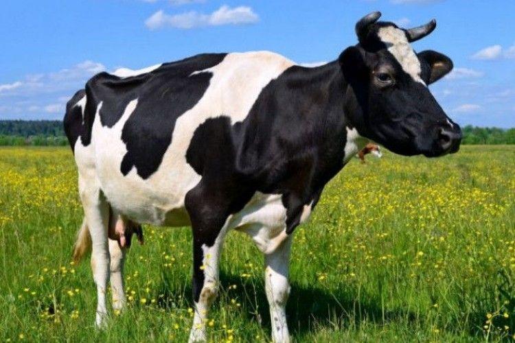 Уряд закликали дозволити фермерам отримувати дотації за утримання корів