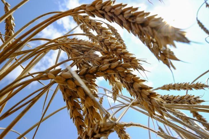 Україна втрачає 15% врожаю зернових через неправильне зберігання