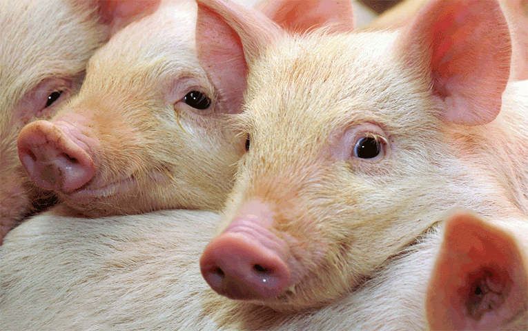 Питання запровадження податкових преференцій для свинарів має узгодити АМКУ, — МЕРТ