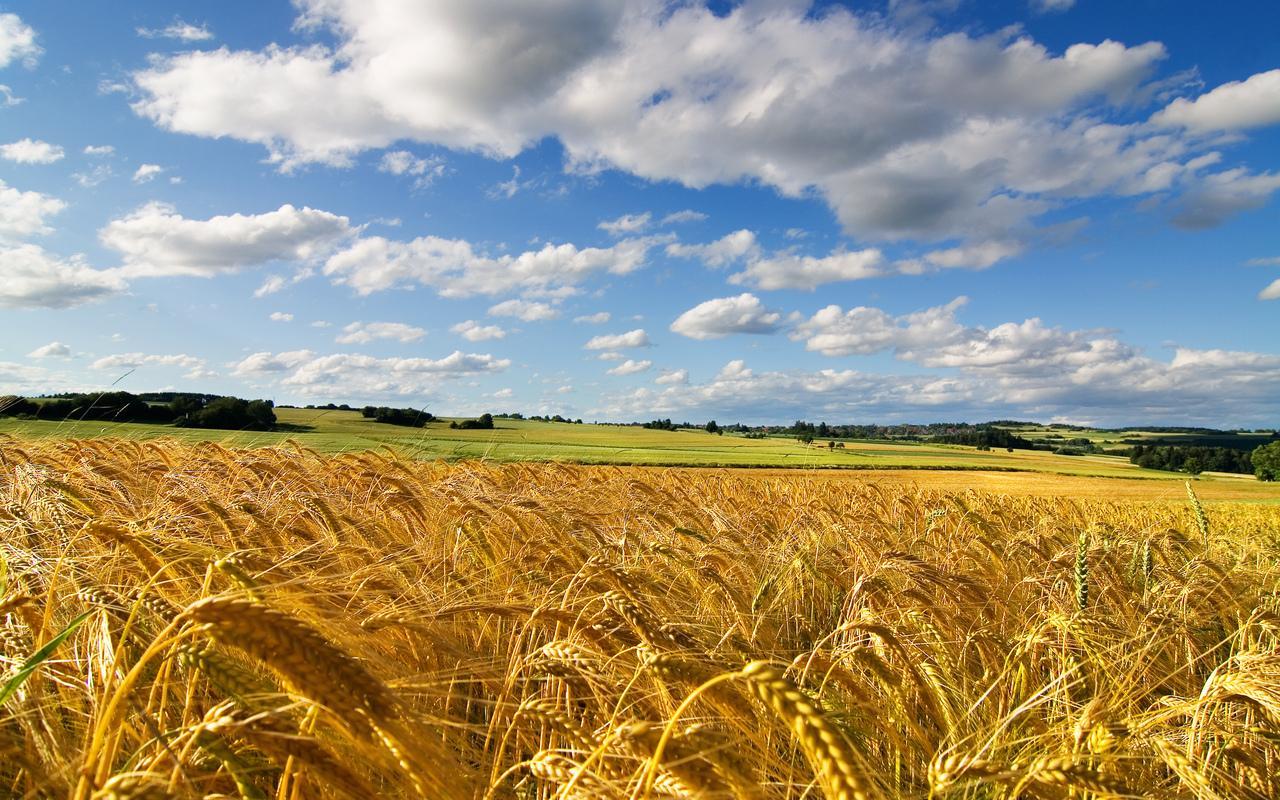 За два місяці агровиробництво в Україні зросло на 3,2% 