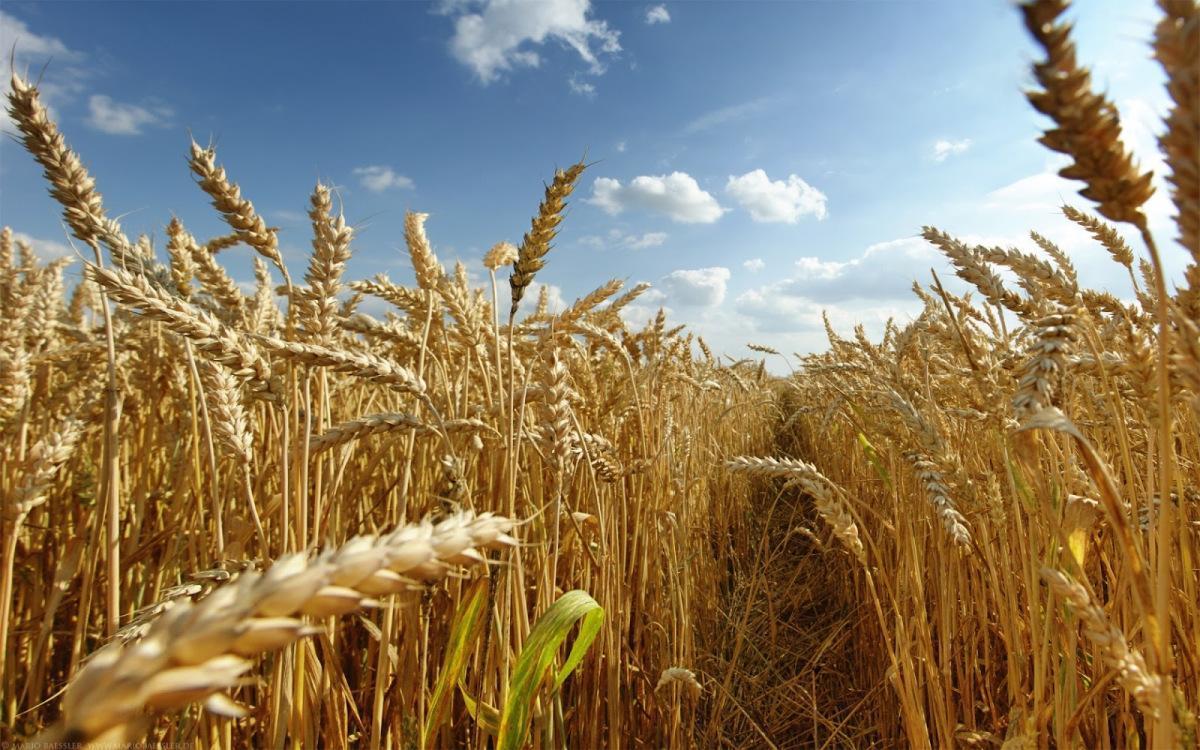 Названо найбільш урожайну область України у 2018 році