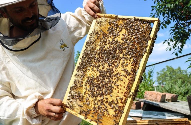Бджолярі вимагають заборонити ввезення в Україну деяких пестицидів