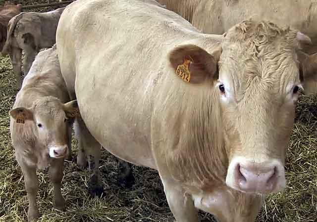 У Донецькій області переселенка заснувала ферму, на якій вирощує биків 