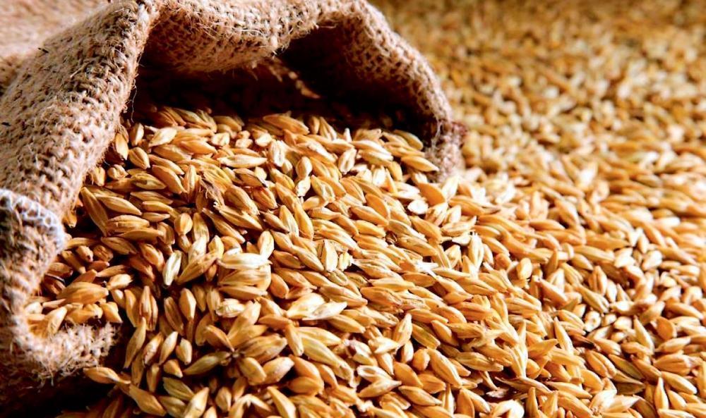 ДПЗКУ на 12% збільшила продаж зернових на світовий ринок