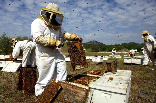 Бджолярі вимагають від уряду заборонити важкі пестициди
