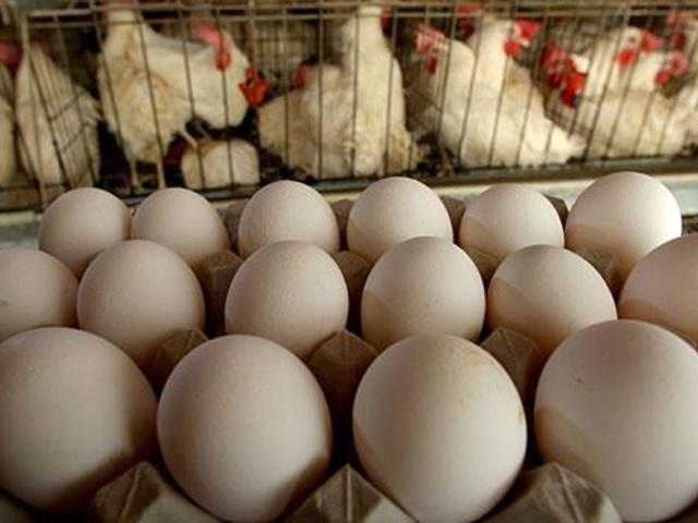 Птахівники прокоментували збільшення квот на експорт курятини в ЄС