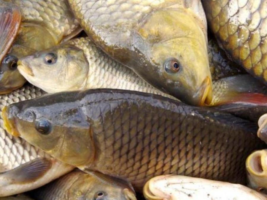 На Полтавщині викрили нелегальні рибопереробні цехи
