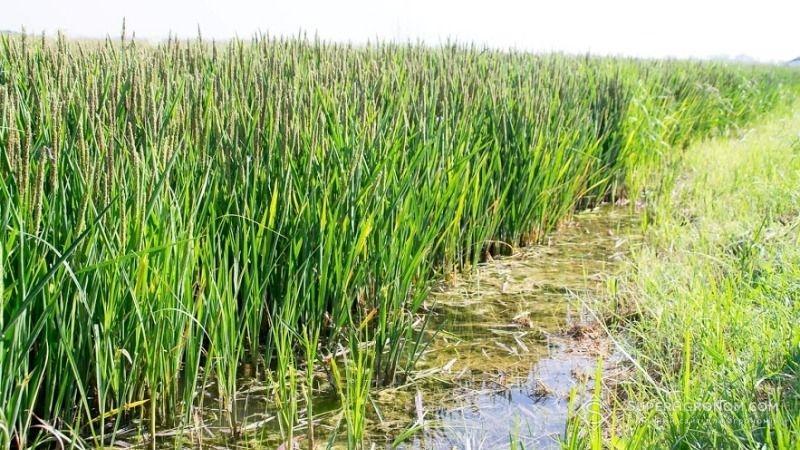 На Херсонщині перебуває під ризиком зриву посівна рису