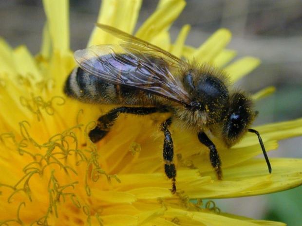 Для аграріїв створили відео про профілактику отруєння бджіл