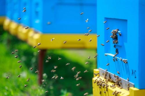В Україні працюють над механізмами протидії загрозі загибелі бджіл