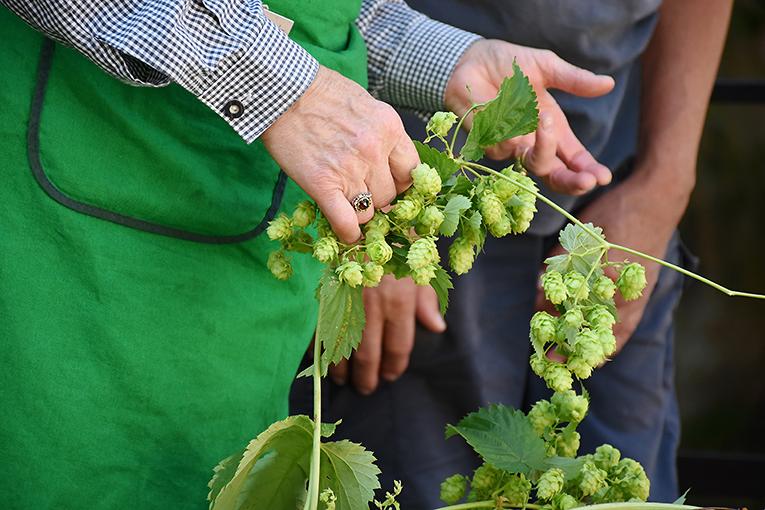 У Мінагрополітики визначили претендентів на держпідтримку виноградарства, садівництва і хмелярства