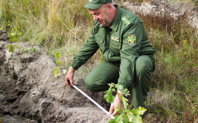В Україні у 2019 році відновлено 24 тис. га лісу