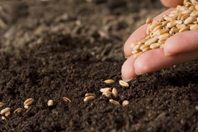 В Україні розпочинається перший етап проведення польового оцінювання насінницьких посівів