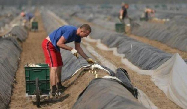 Німецькі фермери готові брати на роботу українців