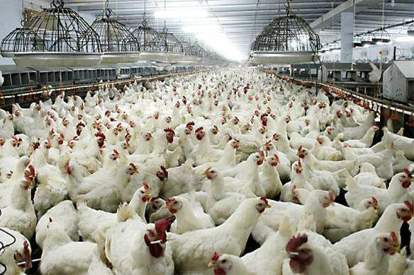 2019 року у тваринництві збільшиться лише виробництво м’яса птиці та яєць – експерт
