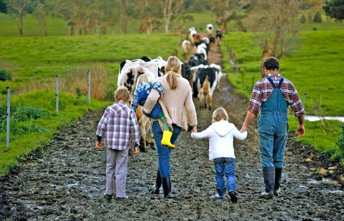 З 1 жовтня сімейним фермерським господарствам доплачуватимуть ЄСВ