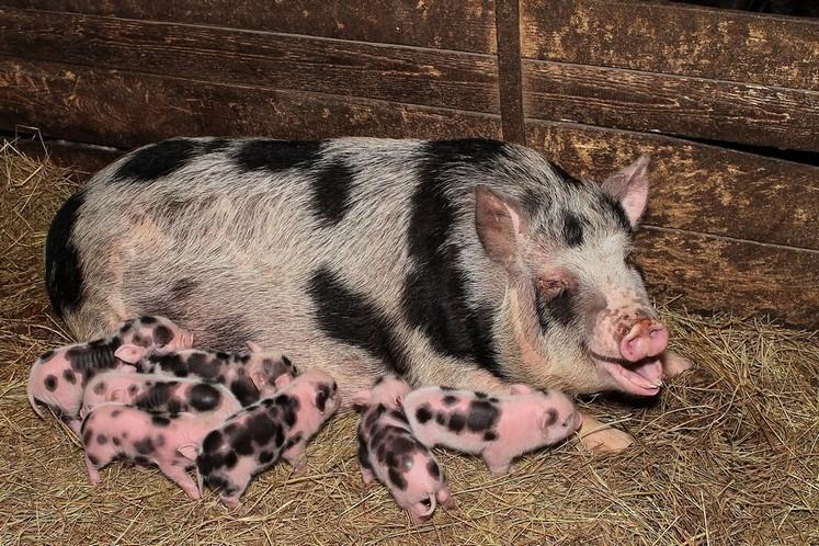 У Полтаві відновлять унікальну породу свиней української селекції