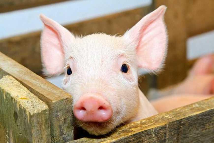 Поголів'я свиней в Україні за 4 роки зменшилося на 2 млн
