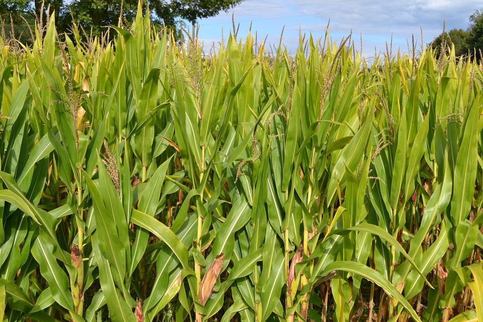 Аграрії засіяли більше кукурудзи, ніж планували