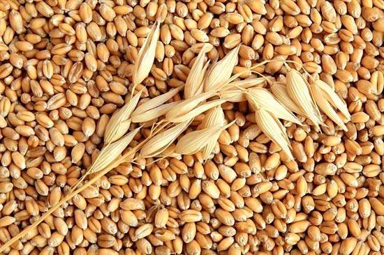 Як використати зерно пшениці попередніх років у зв’язку із введенням нового стандарту, – Держпродспоживслужба 