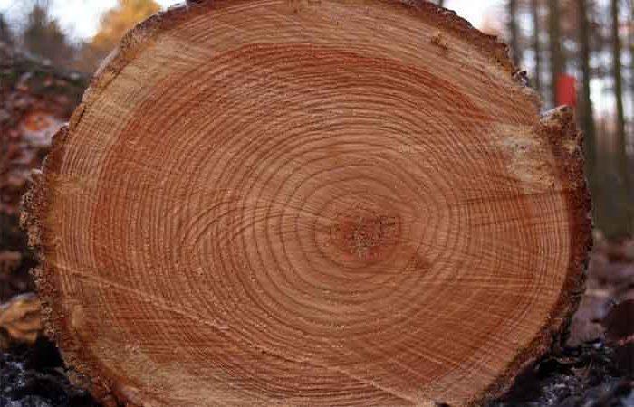 ЄБРР надасть €3 млн на деревообробку в Україні