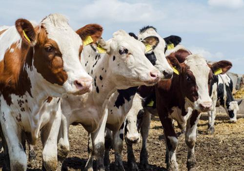 ФАО може допомогти Україні розвивати тваринництво та сільські території