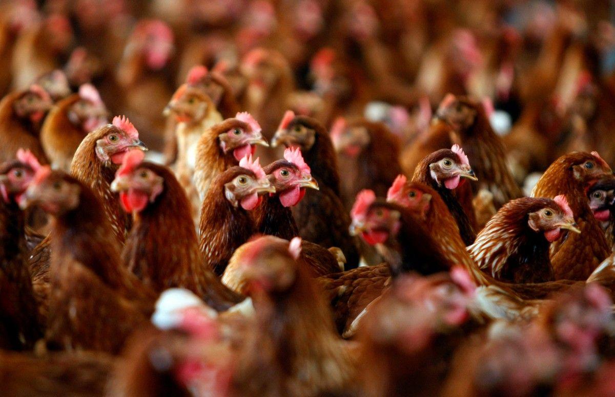 Українську курятину експортуватимуть до Марокко — документ