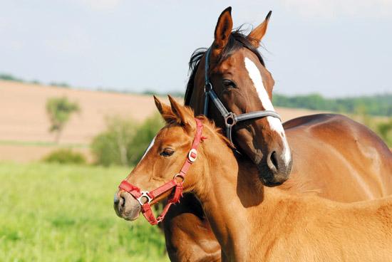 Українських коней найбільше купує Велика Британія