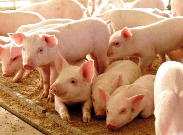 На Калущині підприємство виробляє біогаз із свинячого посліду